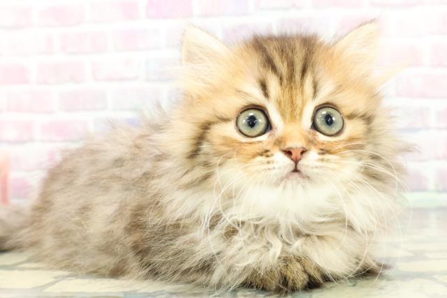 静岡県のミヌエット (Coo&RIKU静岡SBS通り店/2025年12月11日生まれ/女の子/ブラウンタビー)の子猫の3枚目の画像