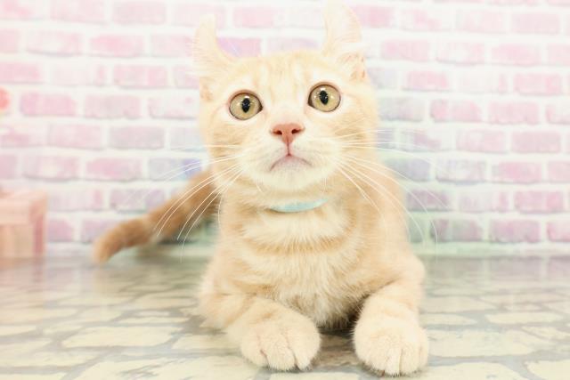 茨城県のアメリカンカール (Coo&RIKU牛久店/2025年12月16日生まれ/男の子/クリームタビー)の子猫