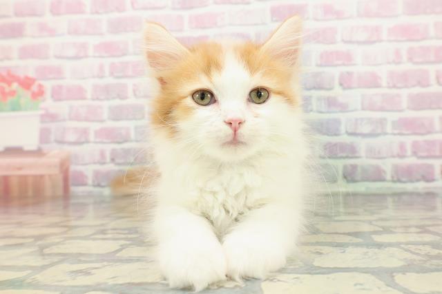 2025年12月7日生まれのサイベリアン