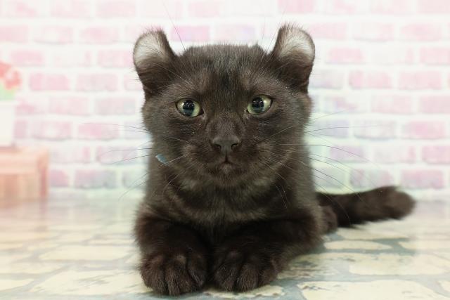 2025年11月26日生まれのアメリカンカール