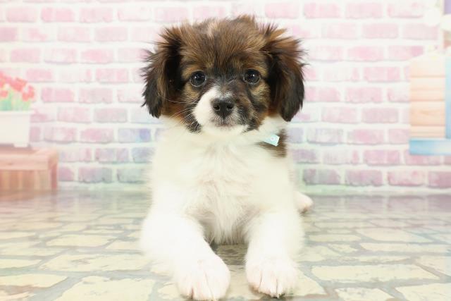 山形県のパピヨン (Coo&RIKU山形店/2025年12月19日生まれ/男の子/ホワイトブラウン)の子犬の1枚目の画像