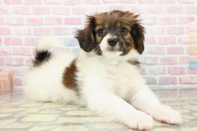 山形県のパピヨン (Coo&RIKU山形店/2025年12月19日生まれ/男の子/ホワイトブラウン)の子犬の3枚目の画像