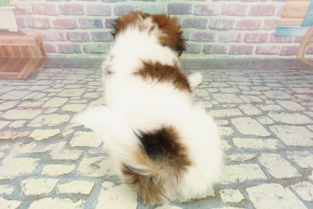 山形県のパピヨン (Coo&RIKU山形店/2025年12月19日生まれ/男の子/ホワイトブラウン)の子犬の4枚目の画像