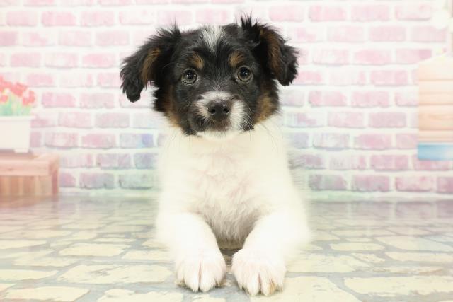 新潟県のパピヨン (Coo&RIKU上越店/2025年12月19日生まれ/男の子/トライカラー)の子犬