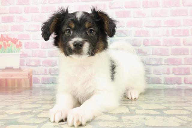 新潟県のパピヨン (Coo&RIKU上越店/2025年12月19日生まれ/男の子/トライカラー)の子犬の2枚目の画像