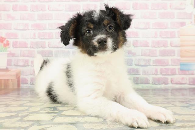 新潟県のパピヨン (Coo&RIKU上越店/2025年12月19日生まれ/男の子/トライカラー)の子犬の3枚目の画像