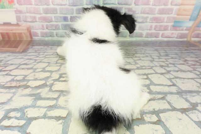 新潟県のパピヨン (Coo&RIKU上越店/2025年12月19日生まれ/男の子/トライカラー)の子犬の4枚目の画像