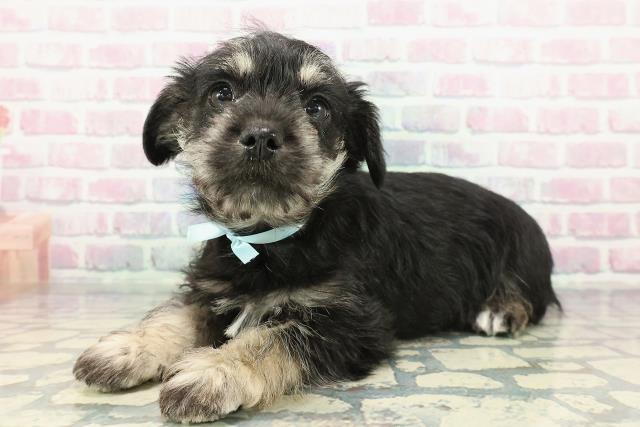 千葉県のハーフ犬・ミックス犬 (Coo&RIKUフレスポ稲毛店/2025年12月19日生まれ/男の子/ブラックシルバー)の子犬の2枚目の画像