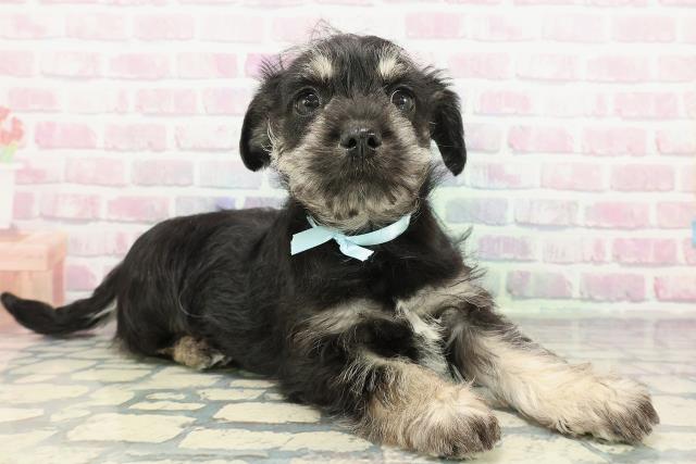 千葉県のハーフ犬・ミックス犬 (Coo&RIKUフレスポ稲毛店/2025年12月19日生まれ/男の子/ブラックシルバー)の子犬の3枚目の画像