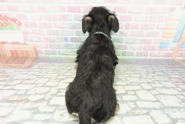 千葉県のハーフ犬・ミックス犬 (Coo&RIKUフレスポ稲毛店/2025年12月19日生まれ/男の子/ブラックシルバー)の子犬の4枚目の画像