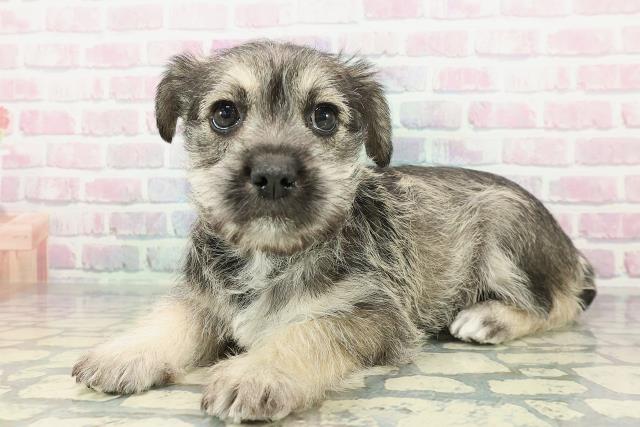 静岡県のハーフ犬・ミックス犬 (Coo&RIKU富士店/2025年12月19日生まれ/女の子/ソルトペッパー)の子犬の2枚目の画像