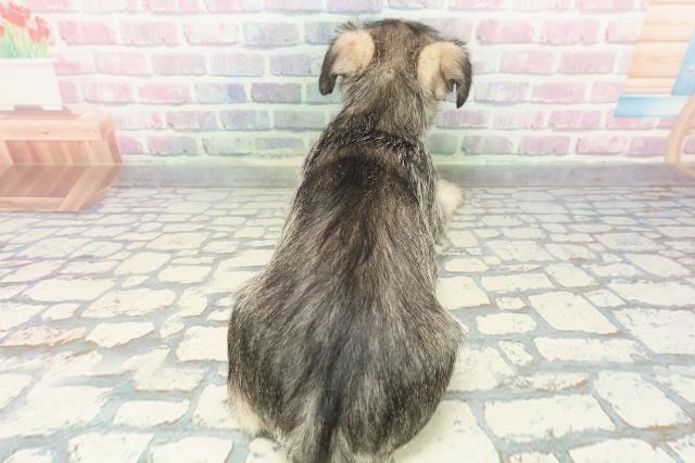 静岡県のハーフ犬・ミックス犬 (Coo&RIKU富士店/2025年12月19日生まれ/女の子/ソルトペッパー)の子犬の4枚目の画像