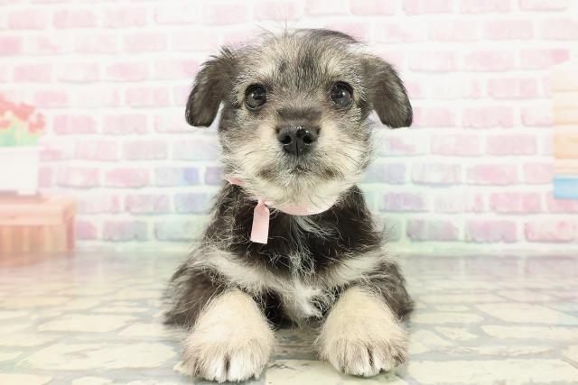 静岡県のハーフ犬・ミックス犬 (Coo&RIKU藤枝店/2025年12月19日生まれ/女の子/ソルトペッパー)の子犬の1枚目の画像