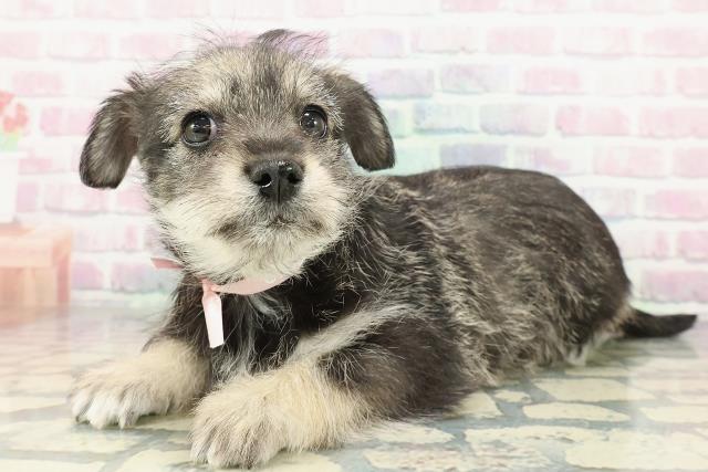 静岡県のハーフ犬・ミックス犬 (Coo&RIKU藤枝店/2025年12月19日生まれ/女の子/ソルトペッパー)の子犬の2枚目の画像