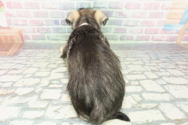 静岡県のハーフ犬・ミックス犬 (Coo&RIKU藤枝店/2025年12月19日生まれ/女の子/ソルトペッパー)の子犬の4枚目の画像