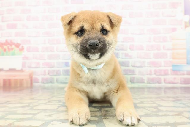 福島県の豆柴 (Coo&RIKU福島店/2025年12月19日生まれ/男の子/赤)の子犬の1枚目の画像