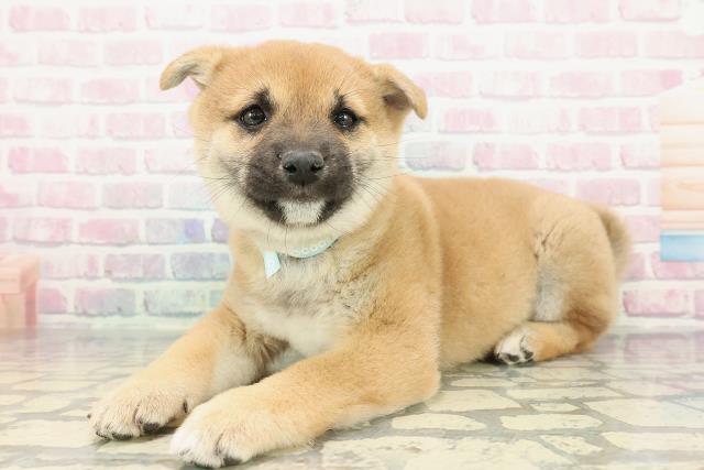 福島県の豆柴 (Coo&RIKU福島店/2025年12月19日生まれ/男の子/赤)の子犬の2枚目の画像