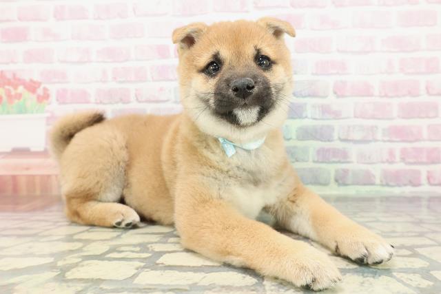 福島県の豆柴 (Coo&RIKU福島店/2025年12月19日生まれ/男の子/赤)の子犬の3枚目の画像