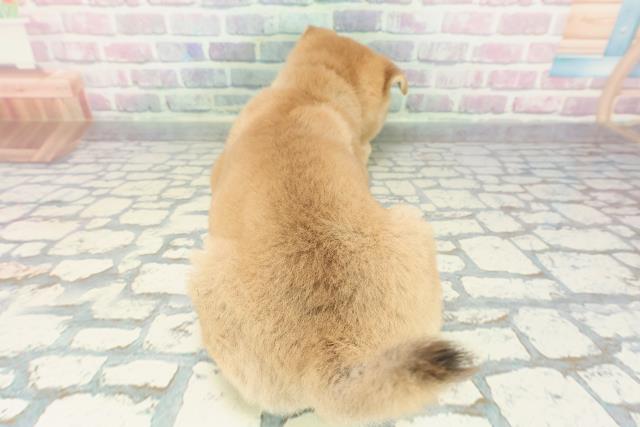 福島県の豆柴 (Coo&RIKU福島店/2025年12月19日生まれ/男の子/赤)の子犬の4枚目の画像