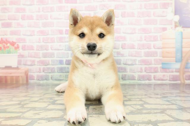 神奈川県の豆柴 (Coo&RIKU相模原店/2025年12月19日生まれ/女の子/赤)の子犬の1枚目の画像