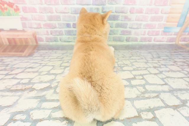 神奈川県の豆柴 (Coo&RIKU相模原店/2025年12月19日生まれ/女の子/赤)の子犬の4枚目の画像