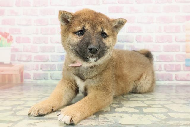 千葉県の豆柴 (Coo&RIKU南柏店/2025年12月19日生まれ/女の子/赤)の子犬の2枚目の画像