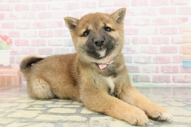 千葉県の豆柴 (Coo&RIKU南柏店/2025年12月19日生まれ/女の子/赤)の子犬の3枚目の画像