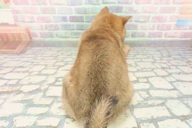 千葉県の豆柴 (Coo&RIKU南柏店/2025年12月19日生まれ/女の子/赤)の子犬の4枚目の画像