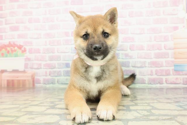 千葉県の豆柴 (Coo&RIKUアクロスモール新鎌ケ谷店/2025年12月19日生まれ/女の子/赤)の子犬の1枚目の画像