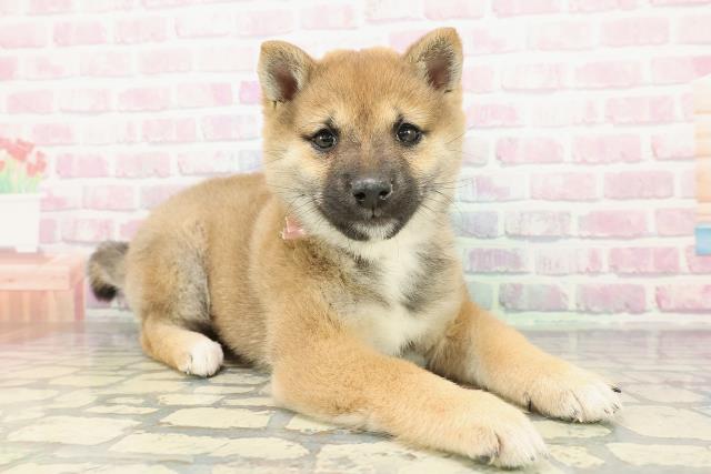 千葉県の豆柴 (Coo&RIKUアクロスモール新鎌ケ谷店/2025年12月19日生まれ/女の子/赤)の子犬の3枚目の画像