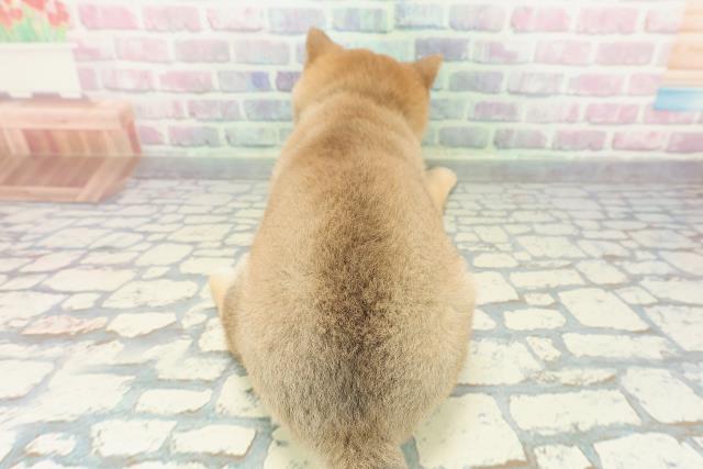 千葉県の豆柴 (Coo&RIKUアクロスモール新鎌ケ谷店/2025年12月19日生まれ/女の子/赤)の子犬の4枚目の画像