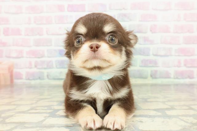 東京都のチワワ(ロング) (Coo&RIKU江戸川店/2025年12月20日生まれ/男の子/チョコレートタンホワイト)の子犬の1枚目の画像