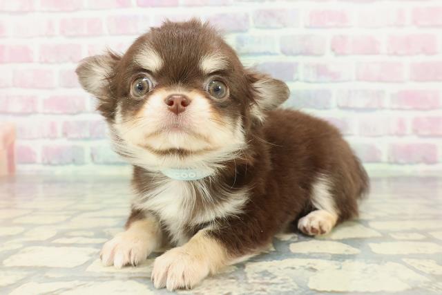 東京都のチワワ(ロング) (Coo&RIKU江戸川店/2025年12月20日生まれ/男の子/チョコレートタンホワイト)の子犬の2枚目の画像