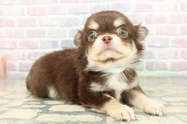 東京都のチワワ(ロング) (Coo&RIKU江戸川店/2025年12月20日生まれ/男の子/チョコレートタンホワイト)の子犬の3枚目の画像