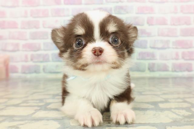 静岡県のチワワ(ロング) (Coo&RIKU富士店/2025年12月20日生まれ/男の子/チョコレートホワイトタン)の子犬の1枚目の画像