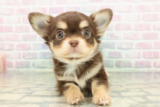 静岡県のチワワ(ロング) (Coo&RIKU掛川店/2025年12月20日生まれ/男の子/チョコレートタンホワイト)の子犬の1枚目の画像