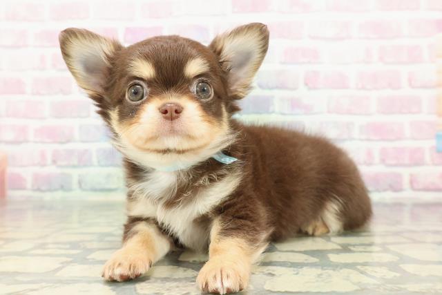 静岡県のチワワ(ロング) (Coo&RIKU掛川店/2025年12月20日生まれ/男の子/チョコレートタンホワイト)の子犬の2枚目の画像