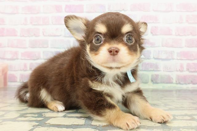 静岡県のチワワ(ロング) (Coo&RIKU掛川店/2025年12月20日生まれ/男の子/チョコレートタンホワイト)の子犬の3枚目の画像