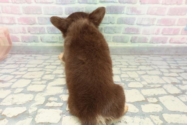 静岡県のチワワ(ロング) (Coo&RIKU掛川店/2025年12月20日生まれ/男の子/チョコレートタンホワイト)の子犬の4枚目の画像