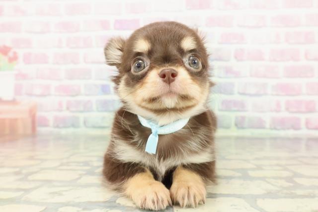 静岡県のチワワ(ロング) (Coo&RIKU静岡SBS通り店/2025年12月20日生まれ/男の子/チョコレートタンホワイト)の子犬の1枚目の画像