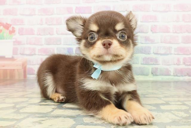 静岡県のチワワ(ロング) (Coo&RIKU静岡SBS通り店/2025年12月20日生まれ/男の子/チョコレートタンホワイト)の子犬の3枚目の画像