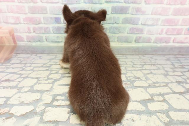 静岡県のチワワ(ロング) (Coo&RIKU静岡SBS通り店/2025年12月20日生まれ/男の子/チョコレートタンホワイト)の子犬の4枚目の画像