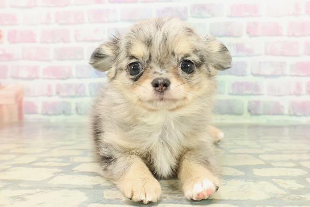 栃木県のチワワ(ロング) (Coo&RIKUFKDインターパーク店/2025年12月21日生まれ/男の子/ブルーマール)の子犬の1枚目の画像