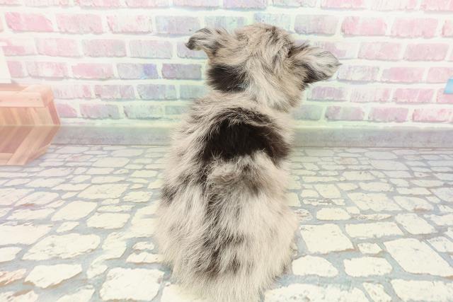 栃木県のチワワ(ロング) (Coo&RIKUFKDインターパーク店/2025年12月21日生まれ/男の子/ブルーマール)の子犬の4枚目の画像