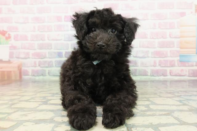 栃木県のトイプードル(トイ) (Coo&RIKUFKDインターパーク店/2025年12月3日生まれ/男の子/ブラック)の子犬の1枚目の画像