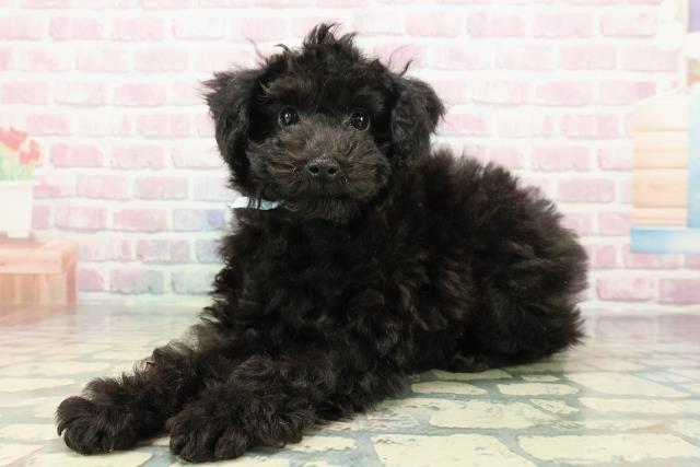 栃木県のトイプードル(トイ) (Coo&RIKUFKDインターパーク店/2025年12月3日生まれ/男の子/ブラック)の子犬の2枚目の画像