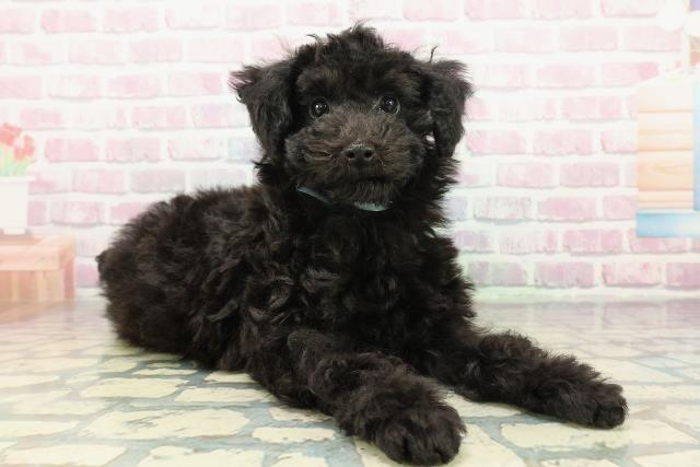 栃木県のトイプードル(トイ) (Coo&RIKUFKDインターパーク店/2025年12月3日生まれ/男の子/ブラック)の子犬の3枚目の画像