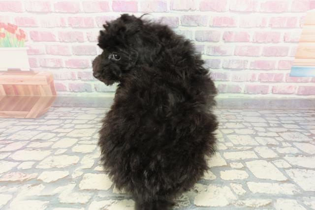 栃木県のトイプードル(トイ) (Coo&RIKUFKDインターパーク店/2025年12月3日生まれ/男の子/ブラック)の子犬の4枚目の画像