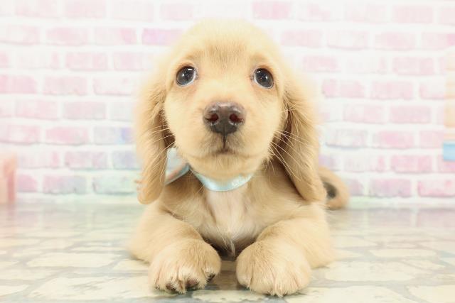 千葉県のミニチュアダックスフンド(ロング) (Coo&RIKU流山店/2025年12月8日生まれ/男の子/イエロー)の子犬の1枚目の画像