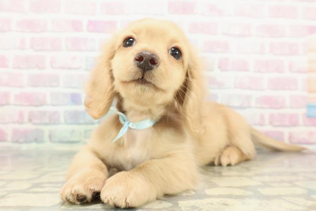 千葉県のミニチュアダックスフンド(ロング) (Coo&RIKU流山店/2025年12月8日生まれ/男の子/イエロー)の子犬の2枚目の画像